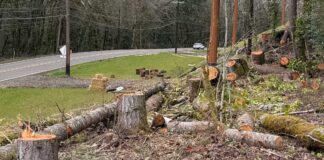 Opinion: What Happened on Stafford Road? Cut trees on Stafford road