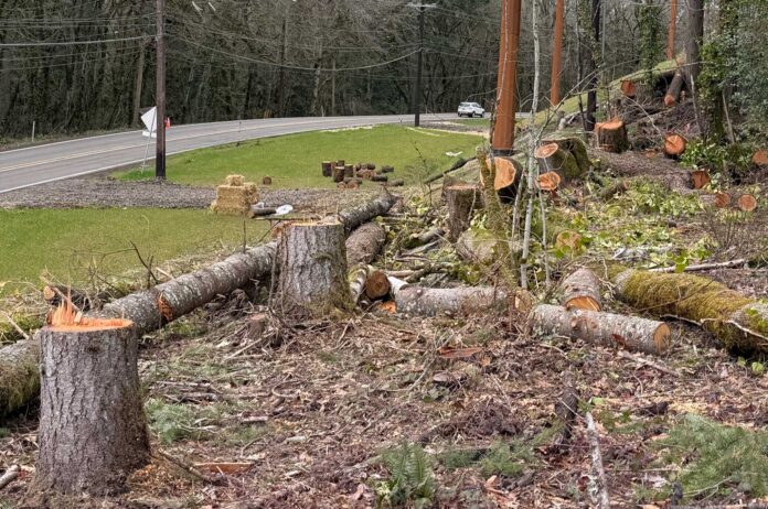 Cut trees on Stafford road