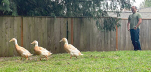 Kevin Mulvaney watching his Runner Ducks on March 17, 2026. Mulvaney suggested the City of Tualatin rework its code on domestic fowl after a neighbor filed a complaint on his ducks in June 2025. 