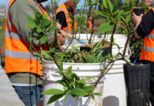 How incarcerated Oregon youth are helping restore native plants and forests Incarcerated youth at Camp Tillamook remove weeds from plants at the Tillamook Estuaries Partnership’s native plant nursery attached to the facility’s campus.