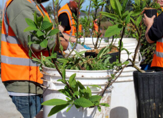 How incarcerated Oregon youth are helping restore native plants and forests Incarcerated youth at Camp Tillamook remove weeds from plants at the Tillamook Estuaries Partnership’s native plant nursery attached to the facility’s campus.