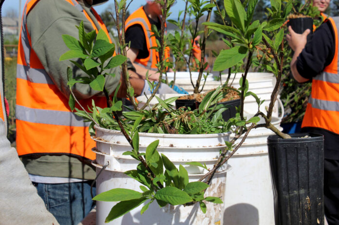 Incarcerated youth at Camp Tillamook remove weeds from plants at the Tillamook Estuaries Partnership’s native plant nursery attached to the facility’s campus.