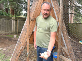 Ducks and many other domestic Fowl now allowed in Tualatin Kevin Mulvaney showcasing eggs laid by his Runner Ducks on March 17, 2026.