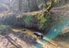 Tualatin CIO President’s Report May 2026 A dog in a stream at Ibach Park