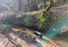 Tualatin CIO President’s Report May 2026 A dog in a stream at Ibach Park