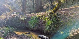 Tualatin CIO President’s Report May 2026 A dog in a stream at Ibach Park