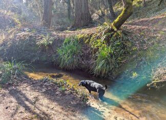 Tualatin CIO President’s Report May 2026 A dog in a stream at Ibach Park