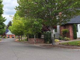 City Replacing Large Sections of Sidewalk this Summer Homeowners in selected project zones will be able to select their new tree from a selection of 40 trees featured in the city’s "adaptive street tree list."