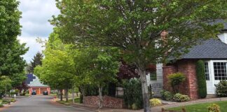 City Replacing Large Sections of Sidewalk this Summer Homeowners in selected project zones will be able to select their new tree from a selection of 40 trees featured in the city’s "adaptive street tree list."