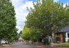 City Replacing Large Sections of Sidewalk this Summer Homeowners in selected project zones will be able to select their new tree from a selection of 40 trees featured in the city’s "adaptive street tree list."