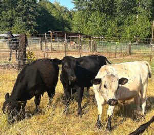 30% of the Jensen Mini Farm cow population died during the June 27 thunderstorm, according to Jeff Jensen.