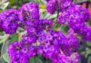 Skillfully Sweating Bullets Purple Flowers