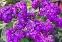 Skillfully Sweating Bullets Purple Flowers