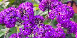 Skillfully Sweating Bullets Purple Flowers