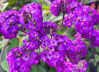 Skillfully Sweating Bullets Purple Flowers