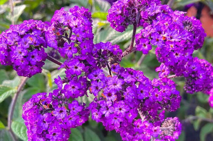 Purple Flowers