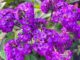 Skillfully Sweating Bullets Purple Flowers