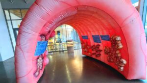 A giant, inflatable colon is used as an outreach tool to persuade people to get screened for cancer. 