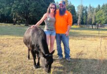 ‘Like nothing I have experienced’: Lightning Strike kills 10 cows at local Farm Jensen Mini Farm owners, Jeff and Lory Jensen, posed with their cow Vader on July 15, less than a month after a lightning strike killed ten of their cows.