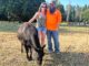 ‘Like nothing I have experienced’: Lightning Strike kills 10 cows at local Farm Jensen Mini Farm owners, Jeff and Lory Jensen, posed with their cow Vader on July 15, less than a month after a lightning strike killed ten of their cows.