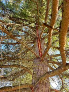 Burnt bark can be seen on the tree at the Jensen's West Linn pasture, weeks after it was struck by lightning. 