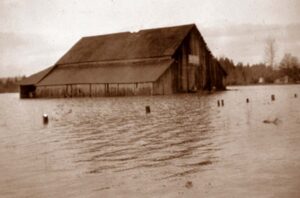 The old Sweek barn during the 1937 flood. The site is now the Haggen's 
store parking lot.