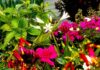 Three Ring Babysitter Flowers