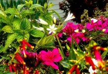 Three Ring Babysitter Flowers