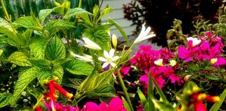 Three Ring Babysitter Flowers