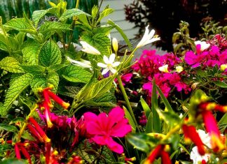 Three Ring Babysitter Flowers