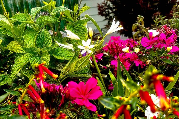 garden-corner-c Flowers