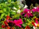 Three Ring Babysitter Flowers