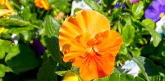 Spotlight for Pansies! Pansies