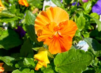 Spotlight for Pansies! Pansies