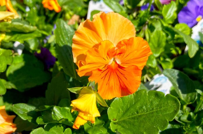 Pansies