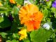 Spotlight for Pansies! Pansies