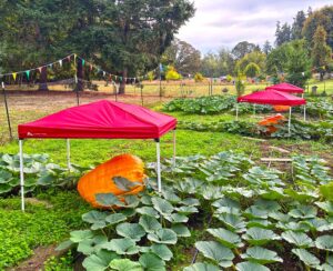 Martin said that she planted three giant pumpkins in April and employed various fertilization methods to achieve max size for the regatta.