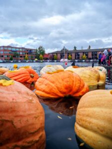 Giant pumpkins in the lake.