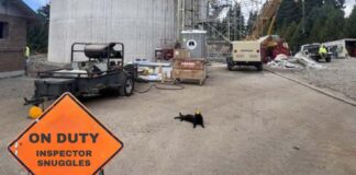 Internet Cats and Your City News Inspector Snuggles