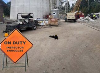 Internet Cats and Your City News Inspector Snuggles